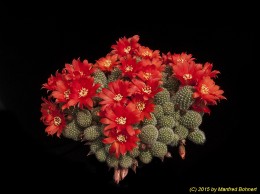 Rebutia fabrisii v. nana WR688a 1749